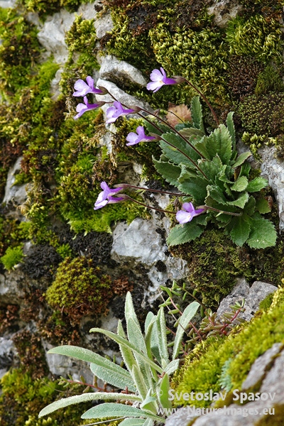 Снимка на Растения, Растения, Родопски силивряк, Haberlea rhodopensis 
