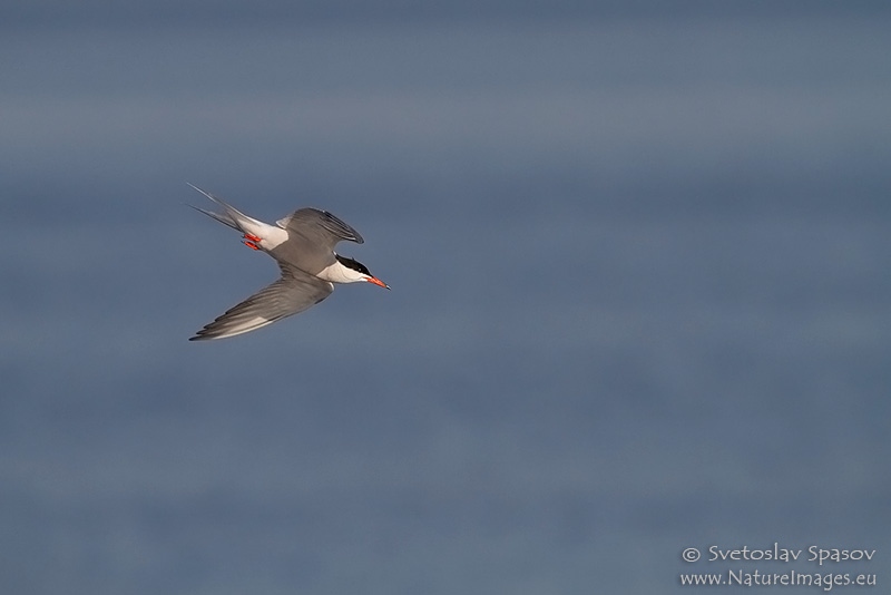 Photo of Birds, Gulls, Terns & Auks, Common Tern, Sterna hirundo