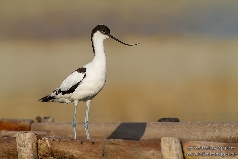 Photo of Birds, Waders, Pied Avocet, Recurvirostra avosetta