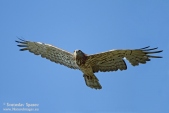 Photo of Short-toed Snake-eagle, Circaetus gallicus