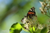 Photos of Пеперуди