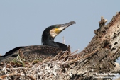 Снимка на Голям корморан, Phalacrocorax carbo