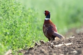 Photo of Pheasants, partridges & others