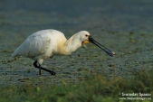 Photos of Spoonbills, Flamingos & others