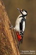 Photo of Great Spotted Woodpecker, Dendrocopos major