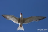 Photo of Common Tern, Sterna hirundo