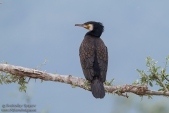 Снимка на Голям корморан, Phalacrocorax carbo