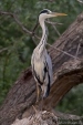 Photos of Storks & Herons