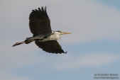 Photo of Grey Heron, Ardea cinerea