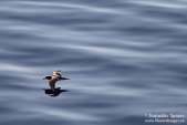 Photos of Shearwaters & Storm Petrels