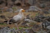 Photos of Birds of Prey