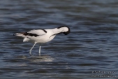 Снимка на Саблеклюн, Recurvirostra avosetta
