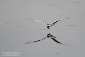 Photo of Common Tern, Sterna hirundo