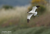 Снимка на Саблеклюн, Recurvirostra avosetta