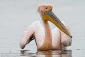 Снимка на Розов пеликан, Pelecanus onocrotalus