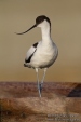 Photo of Pied Avocet, Recurvirostra avosetta