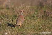 Снимка на Red-legged Partridge, Alectoris rufa
