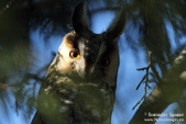 Снимка на Горска ушата сова, Asio otus