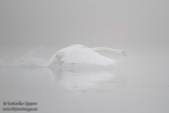 Снимка на Ням лебед, Cygnus olor