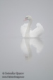 Снимка на Ням лебед, Cygnus olor