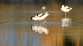 Видео на Саблеклюн, Recurvirostra avosetta