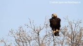 Видео на Царски орел, Aquila heliaca